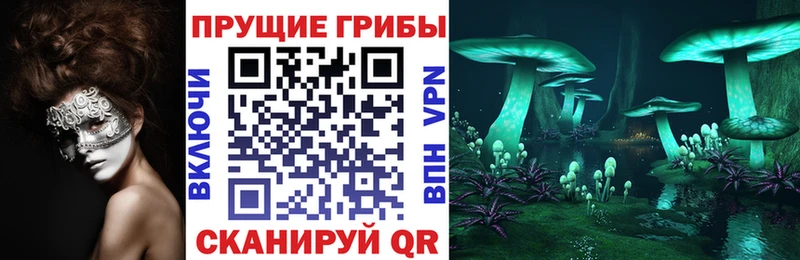 как найти   Катайск  Галлюциногенные грибы Psilocybine cubensis 